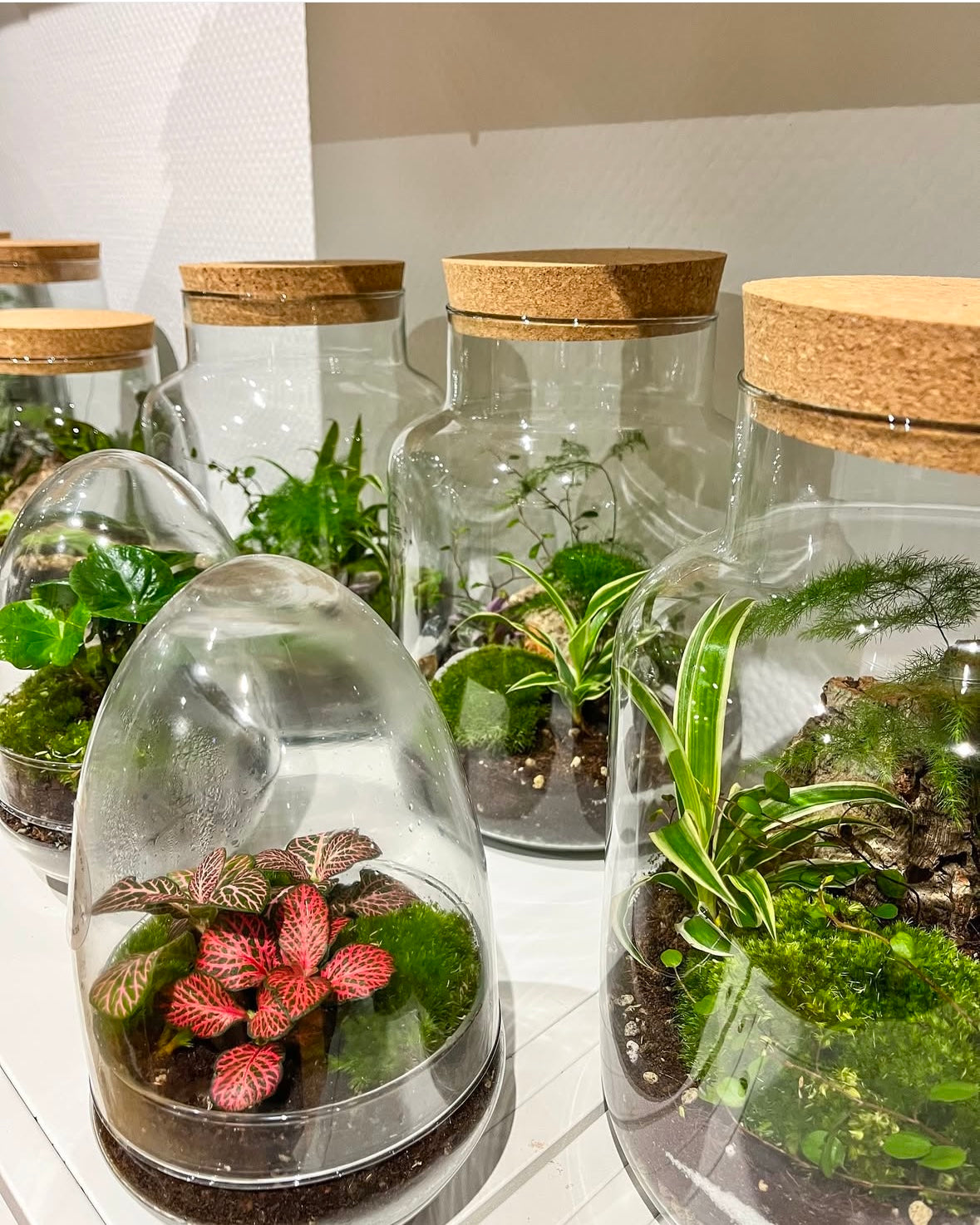 Workshop "Terrarium anlegen" / 27. Februar 2025